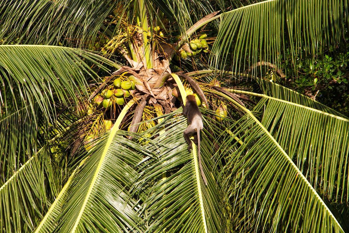 Sri Yoga Shala Bed & Breakfast Unawatuna Exterior photo